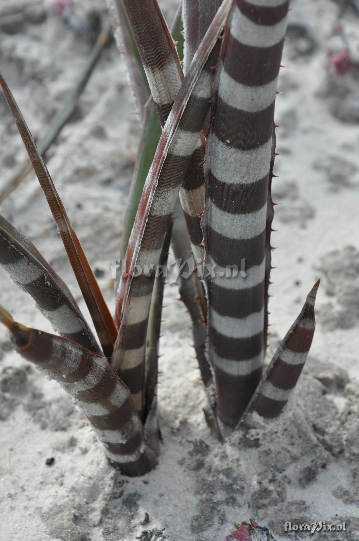Neoglaziovia variegata