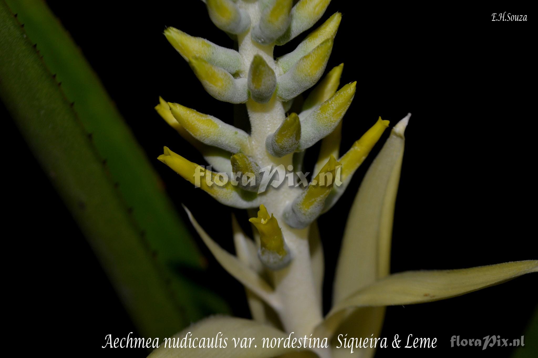 Aechmea nudicaulis var. nordestina