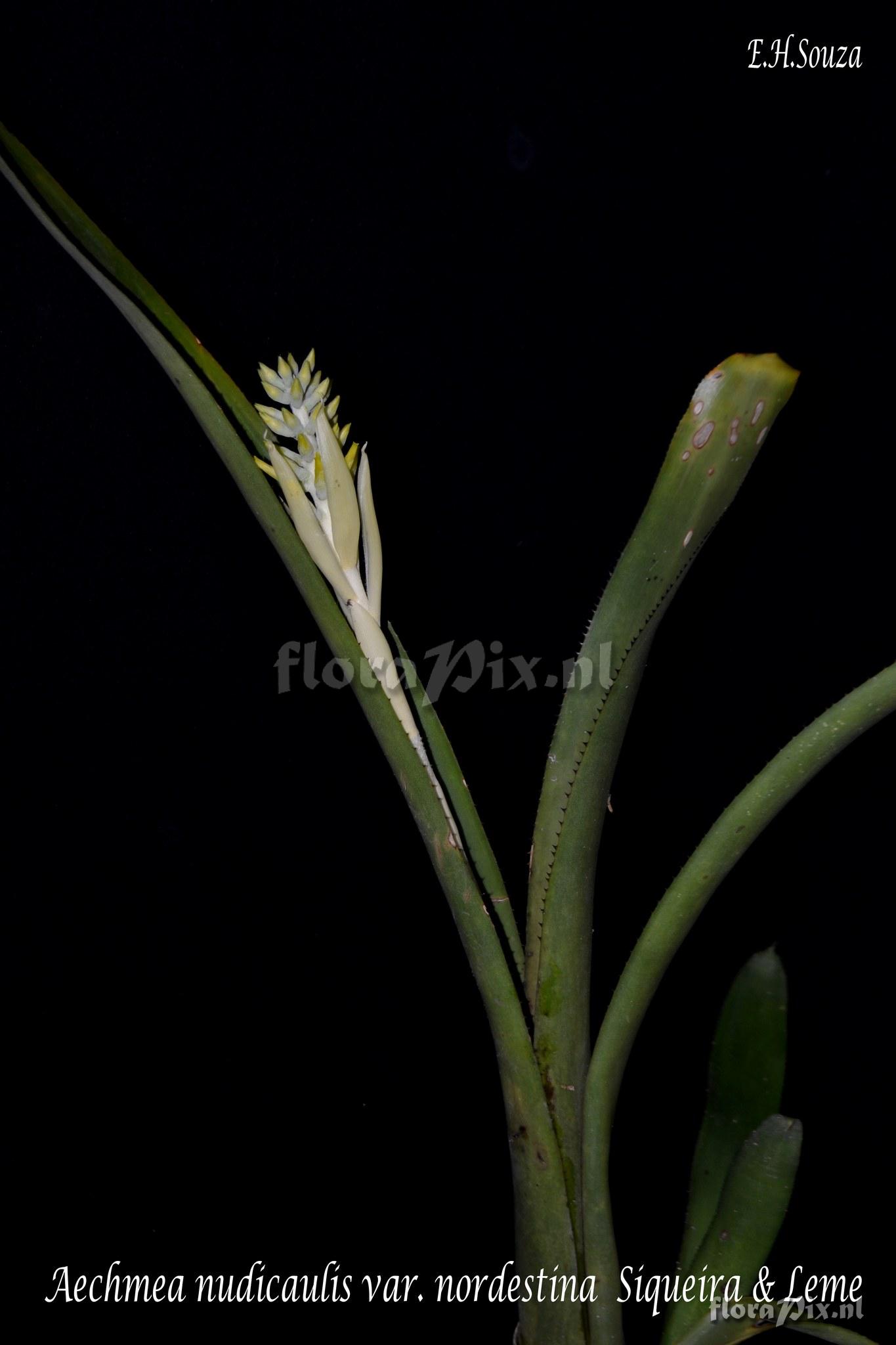 Aechmea nudicaulis var. nordestina