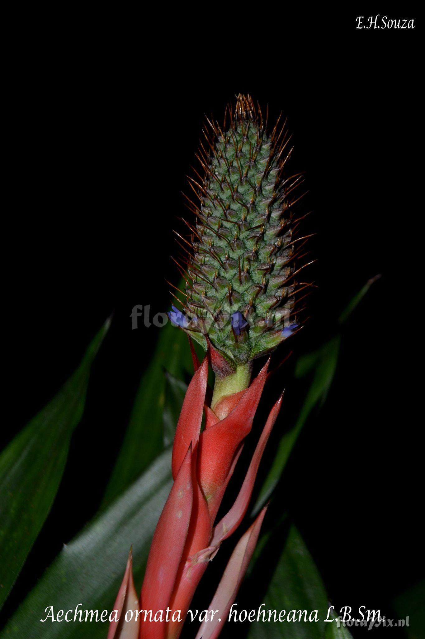 Aechmea ornata var. hoehneana