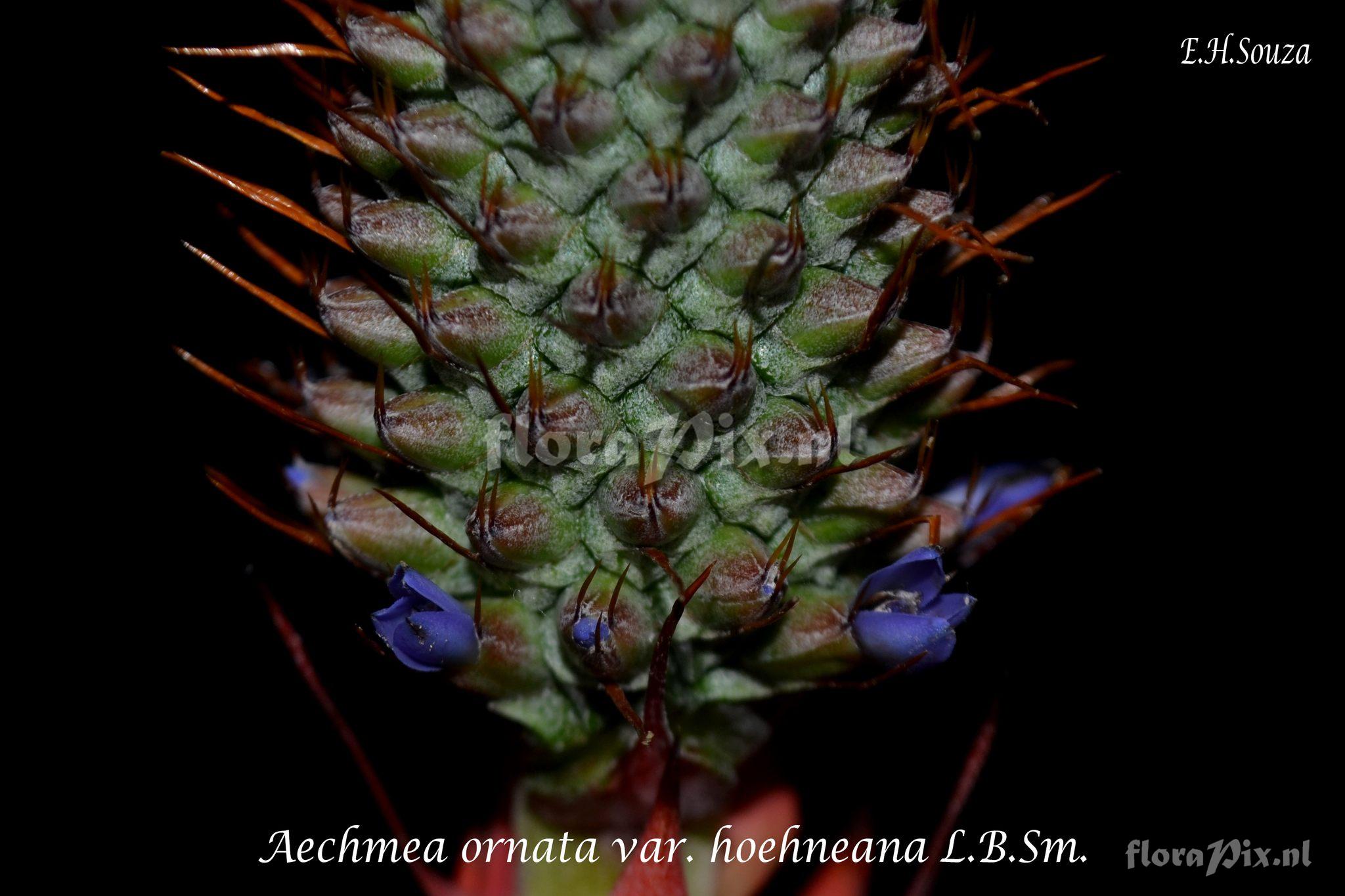 Aechmea ornata var. hoehneana
