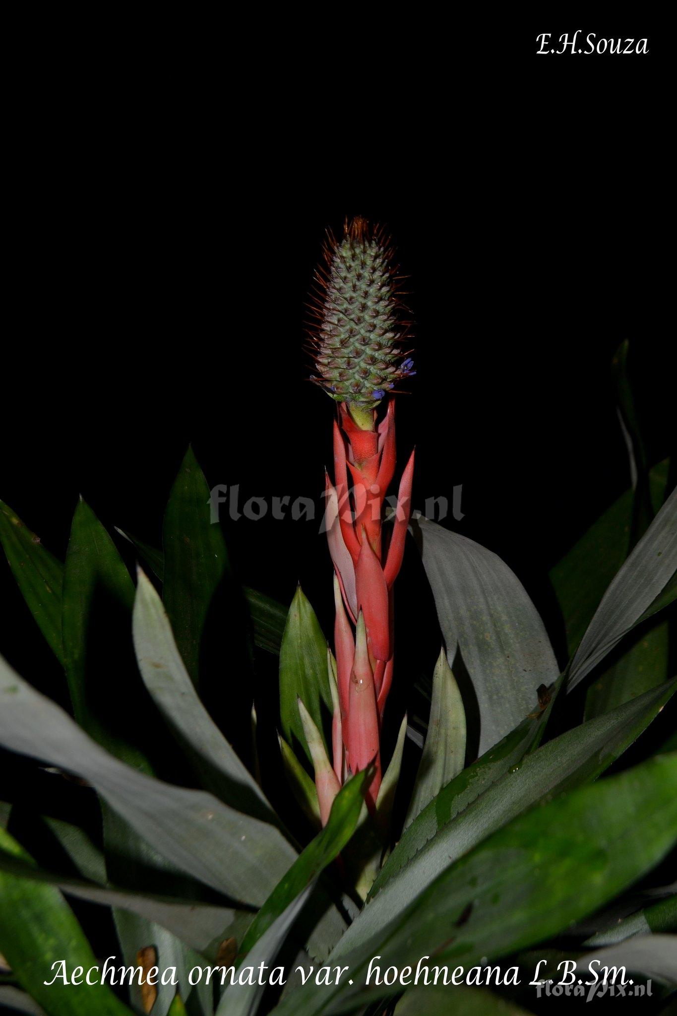 Aechmea ornata var. hoehneana