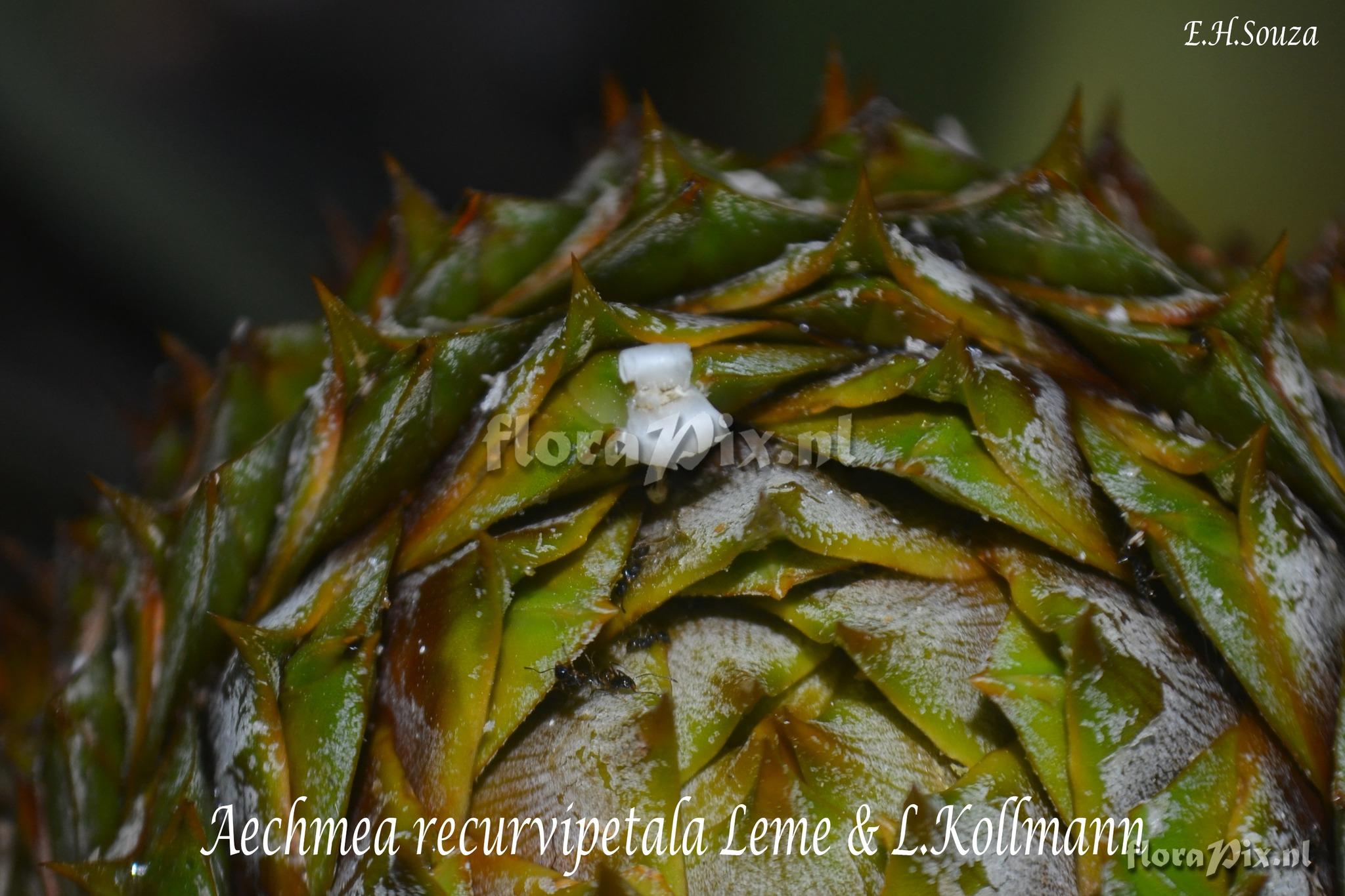 Aechmea recurvipetala