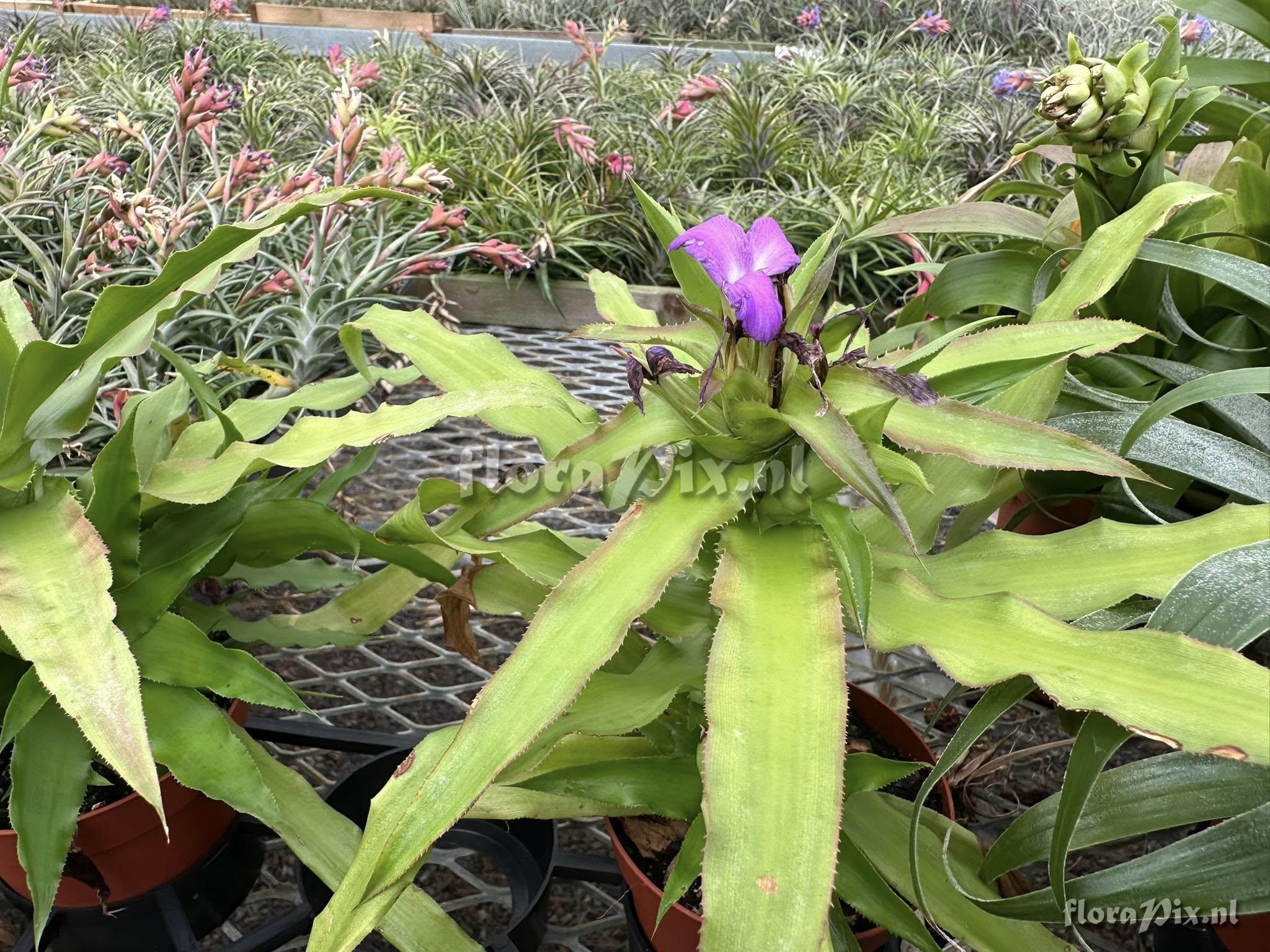 Krenakanthus roseolilacinus