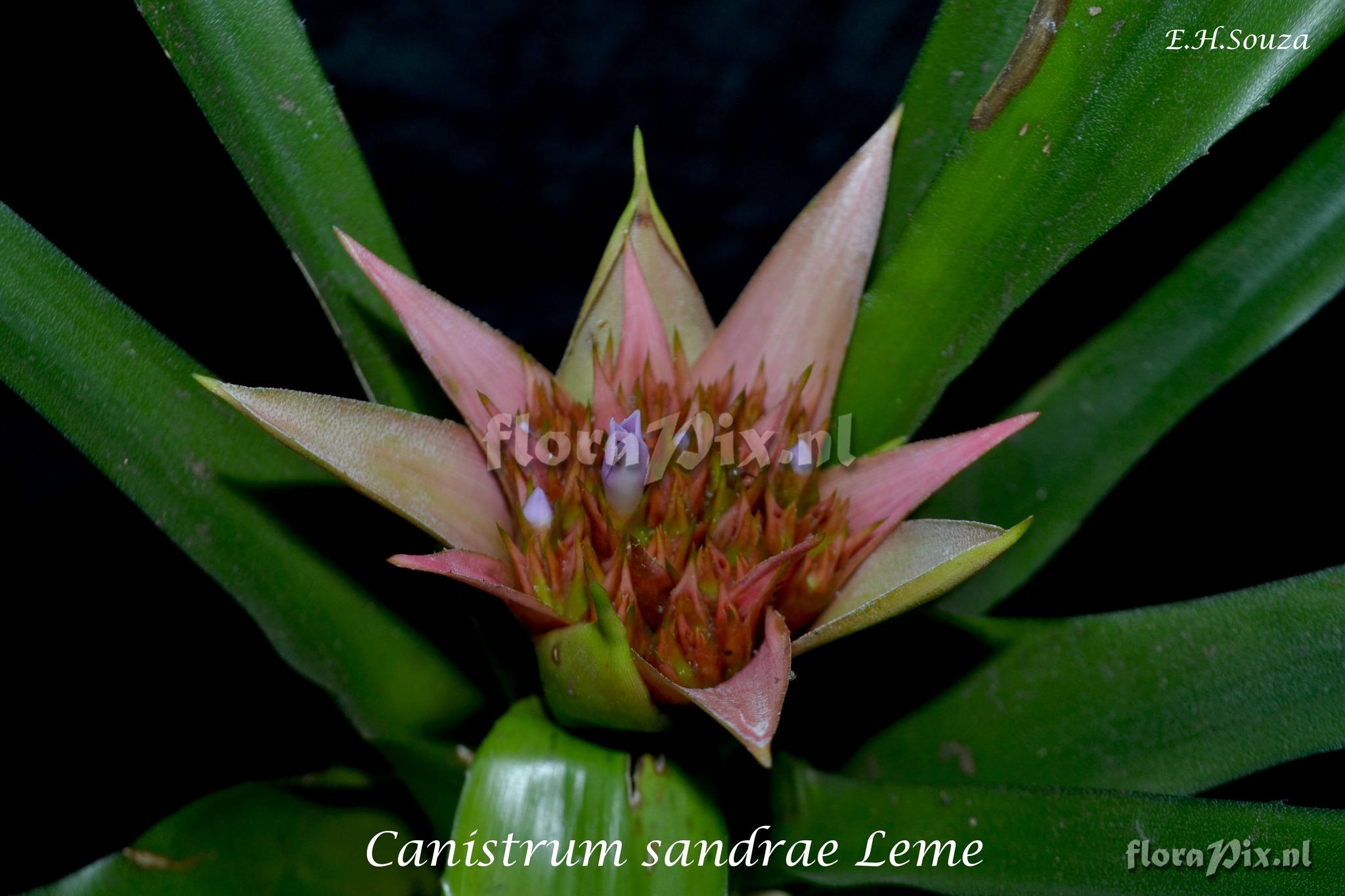 Canistrum sandrae