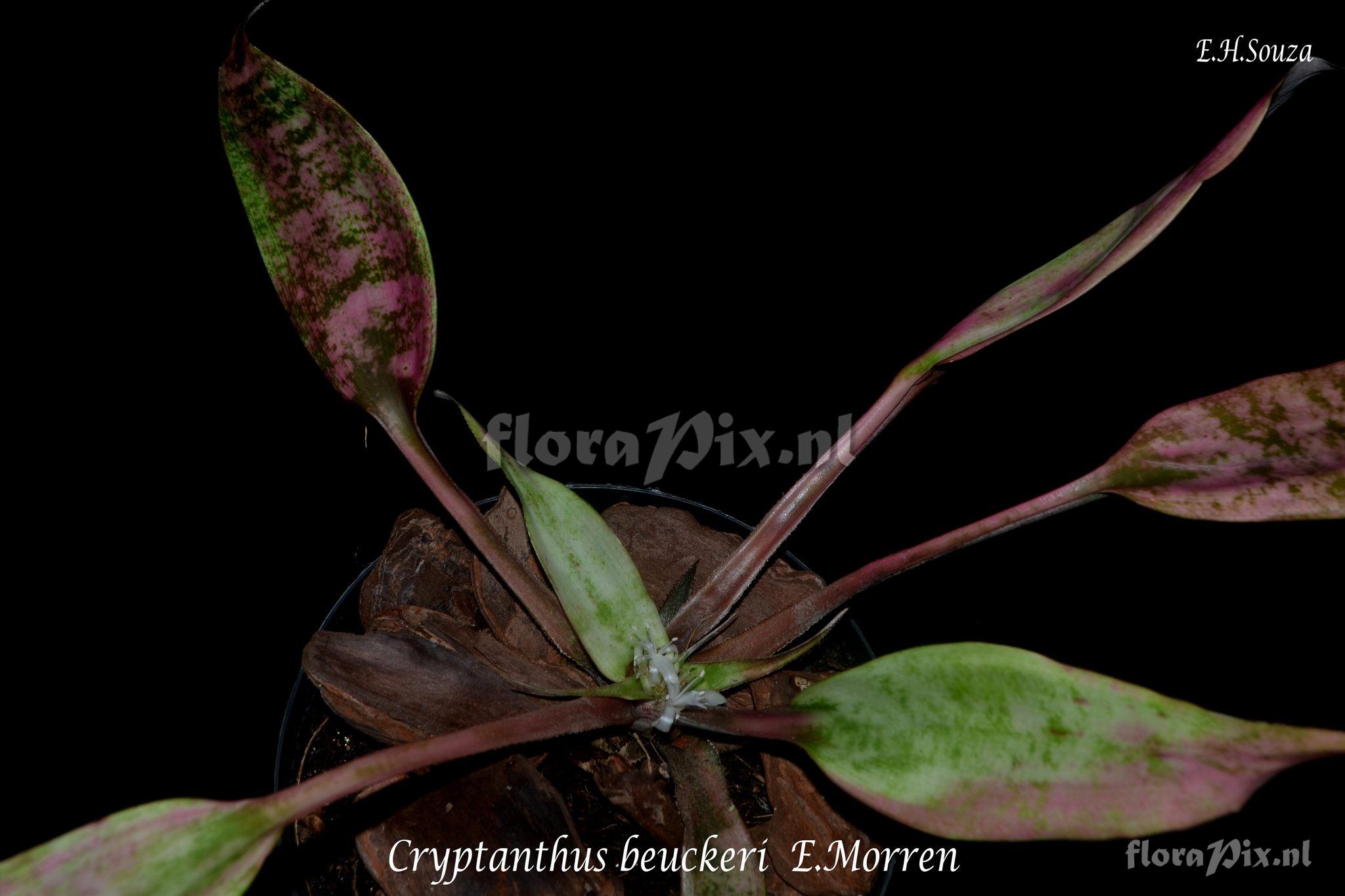 Cryptanthus beuckeri