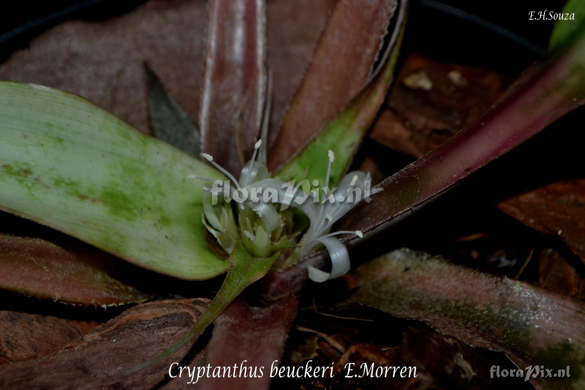Cryptanthus beuckeri