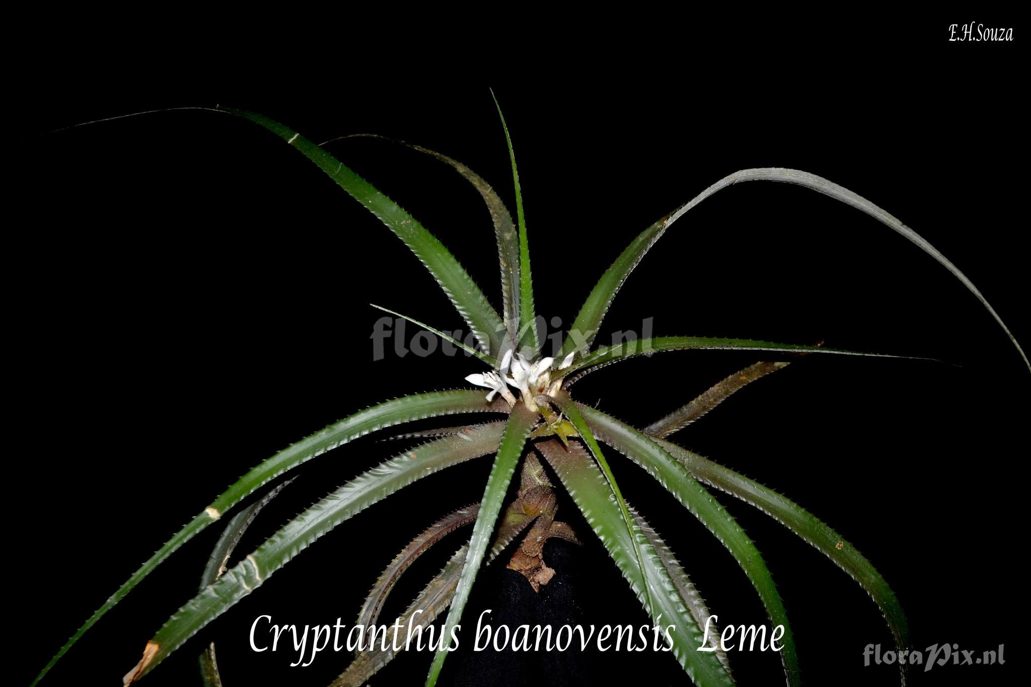 Cryptanthus boanovensis