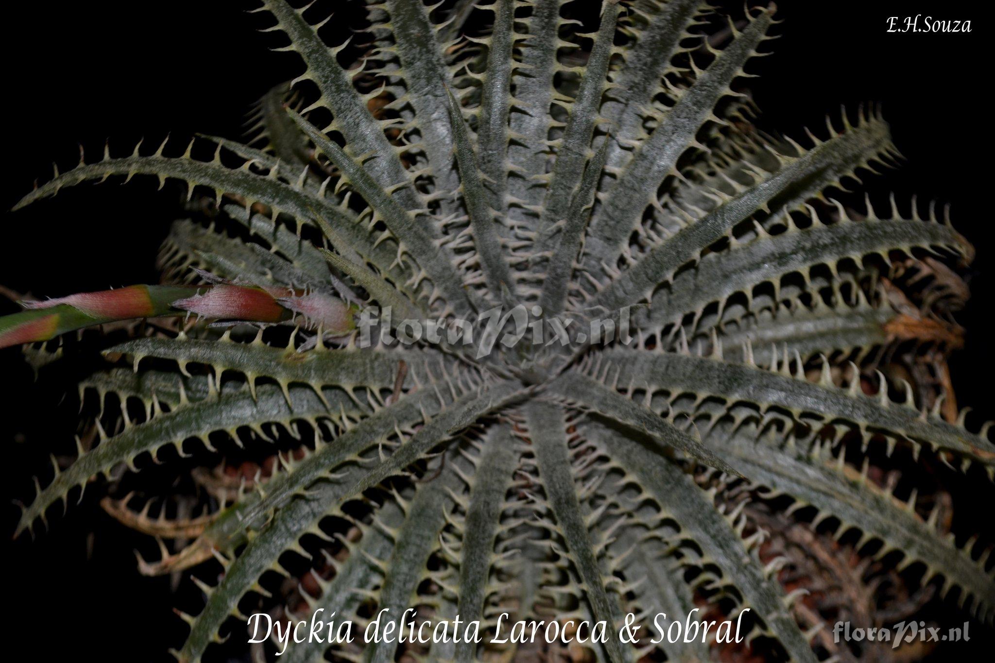Dyckia delicata