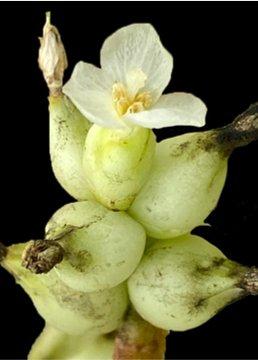 Hohenbergia alba