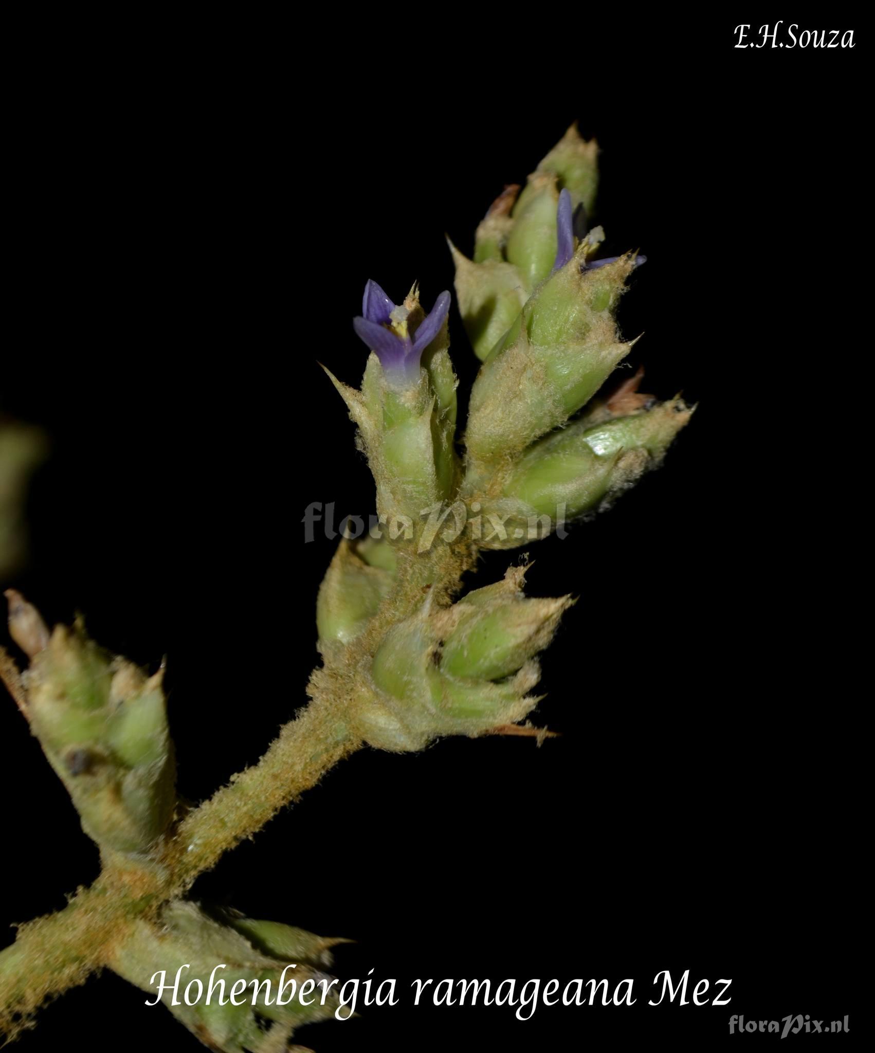 Hohenbergia ramageana