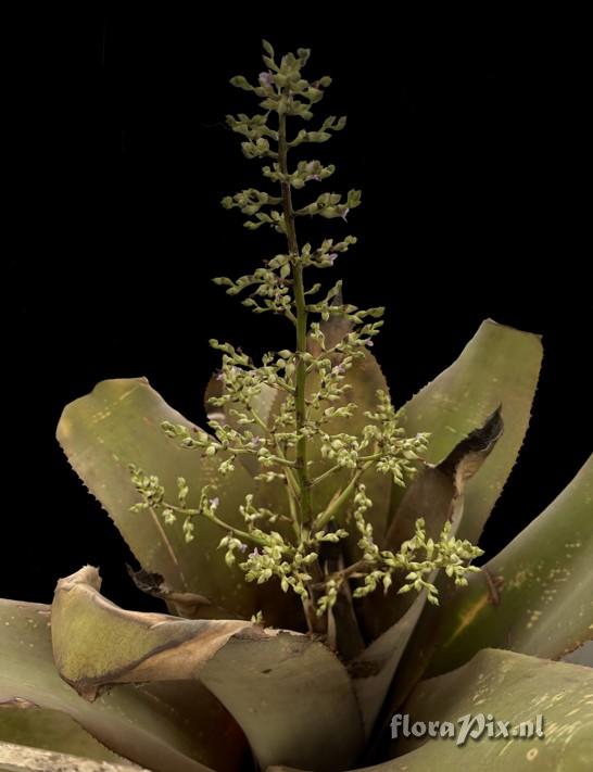 Hohenbergia sparsiflora