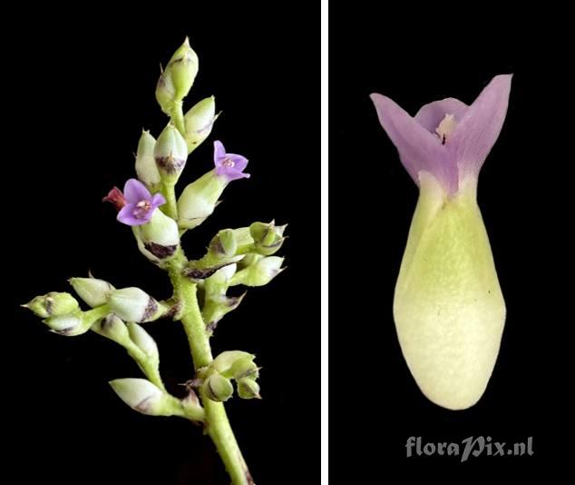 Hohenbergia sparsiflora