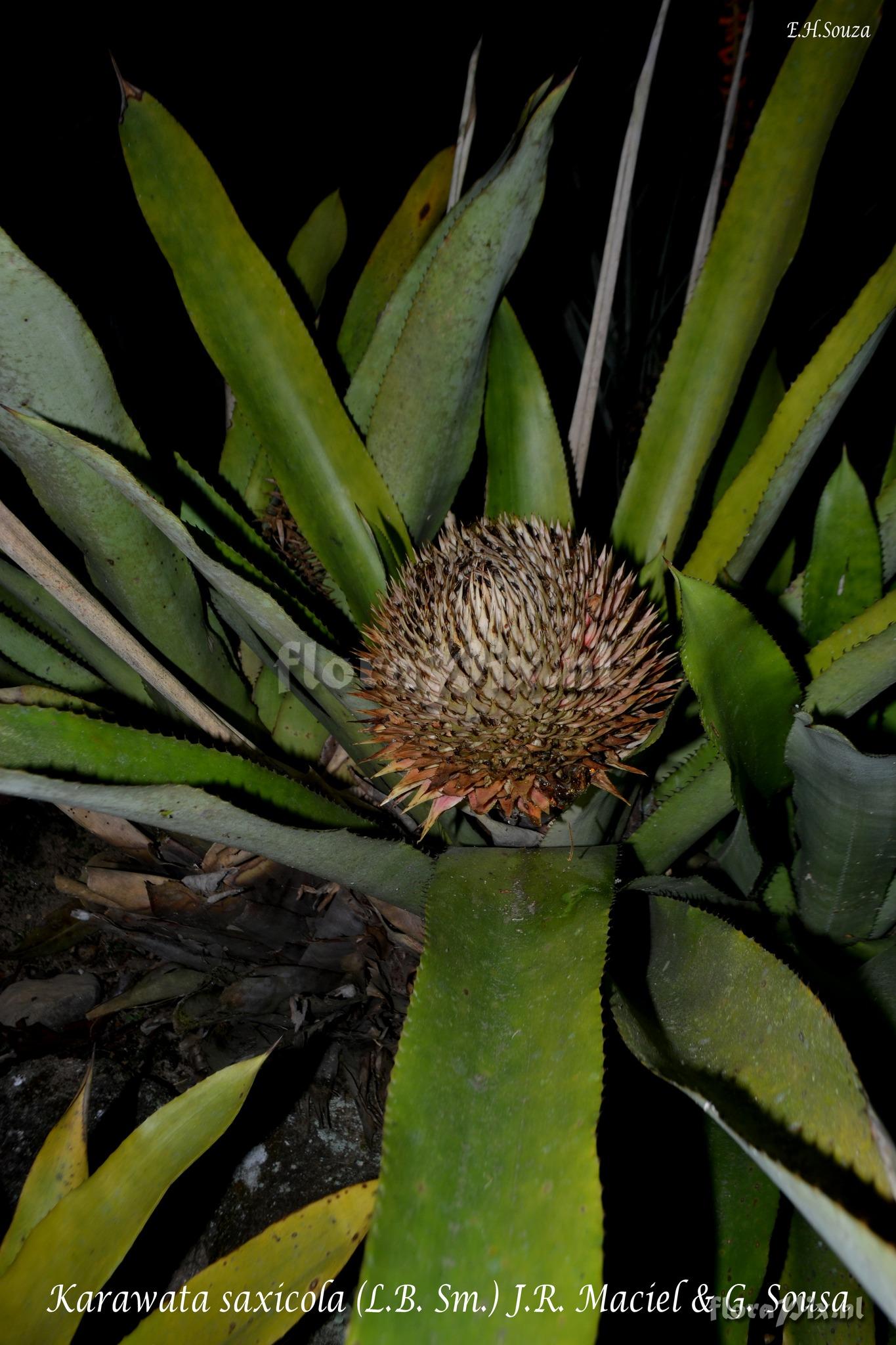 Karawata saxicola