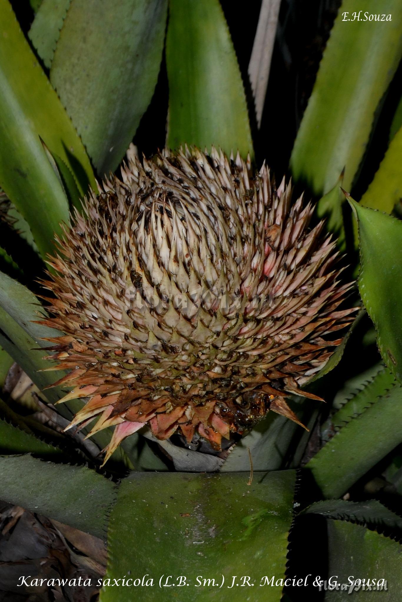 Karawata saxicola