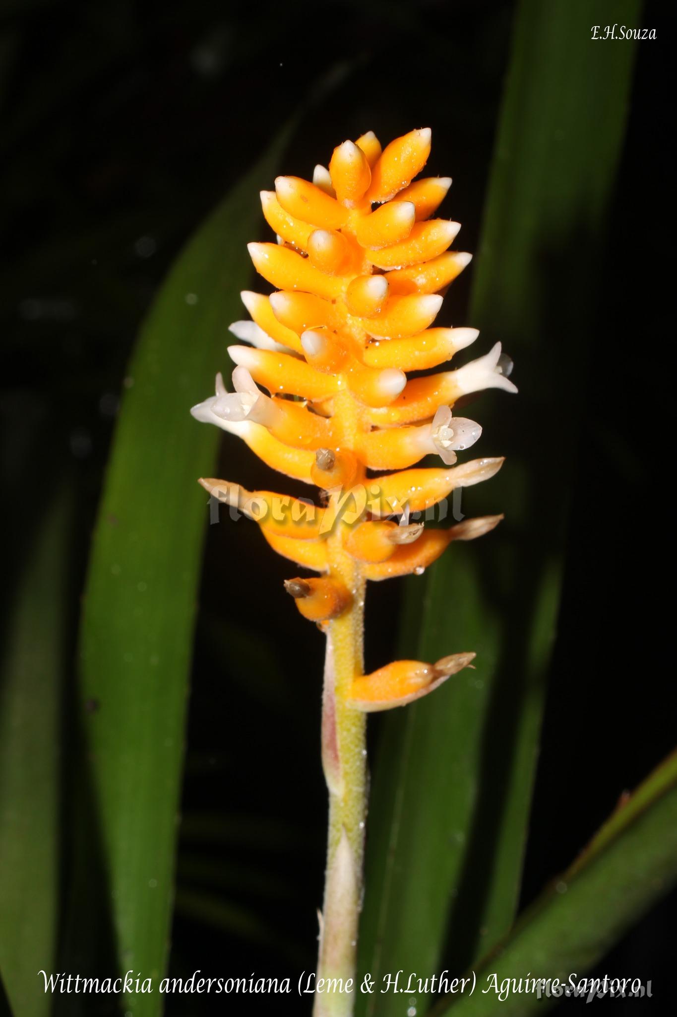 Wittmackia andersoniana