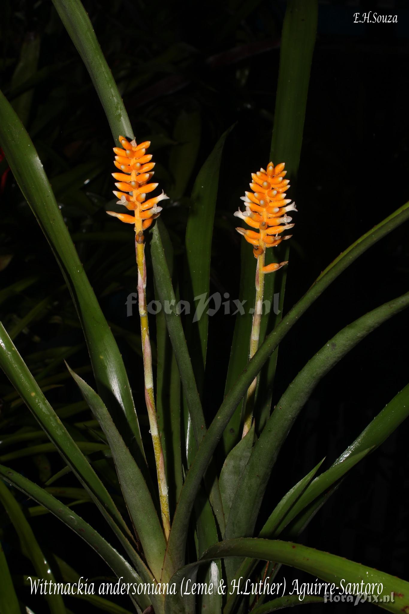 Wittmackia andersoniana
