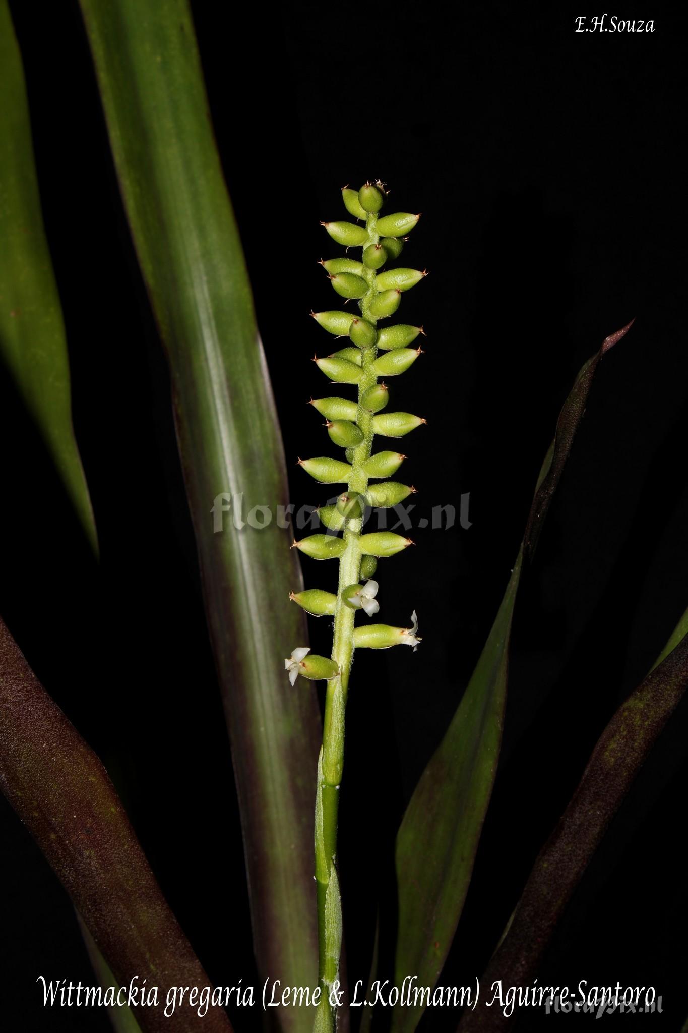 Wittmackia gregaria