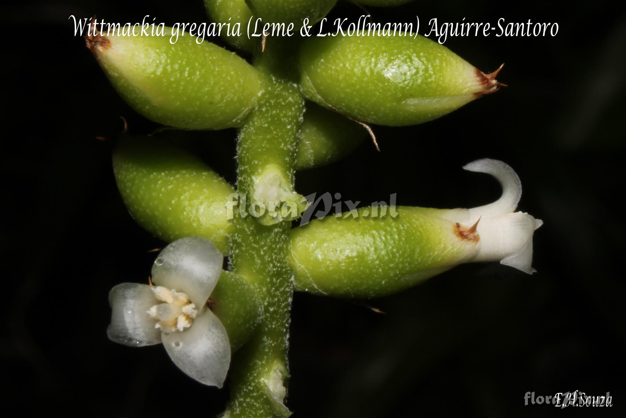Wittmackia gregaria