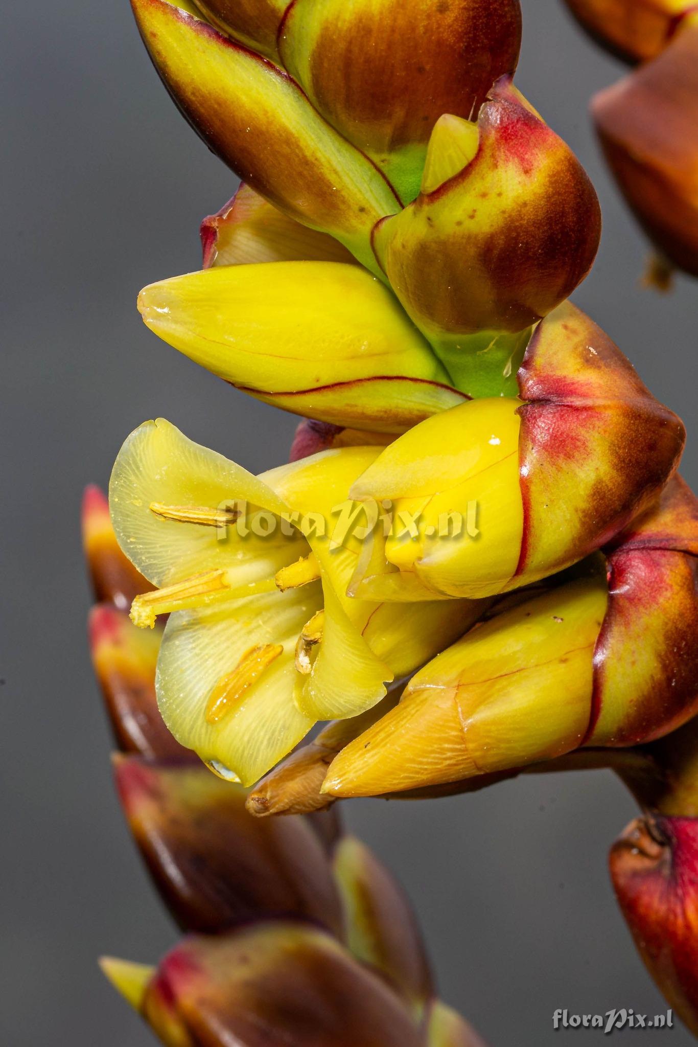 Vriesea crassa