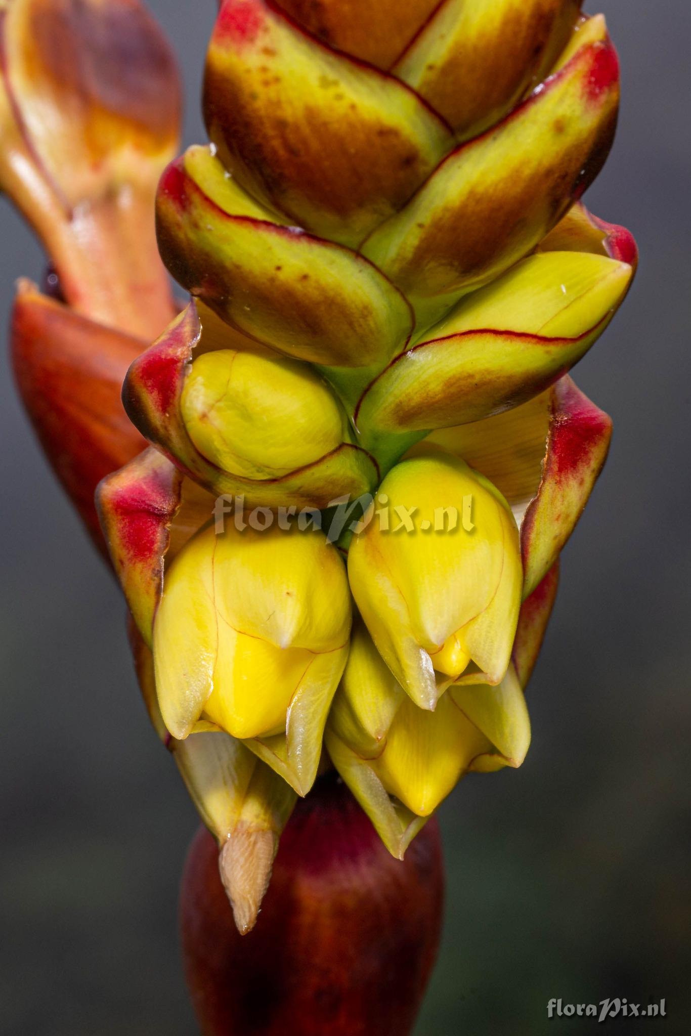 Vriesea crassa