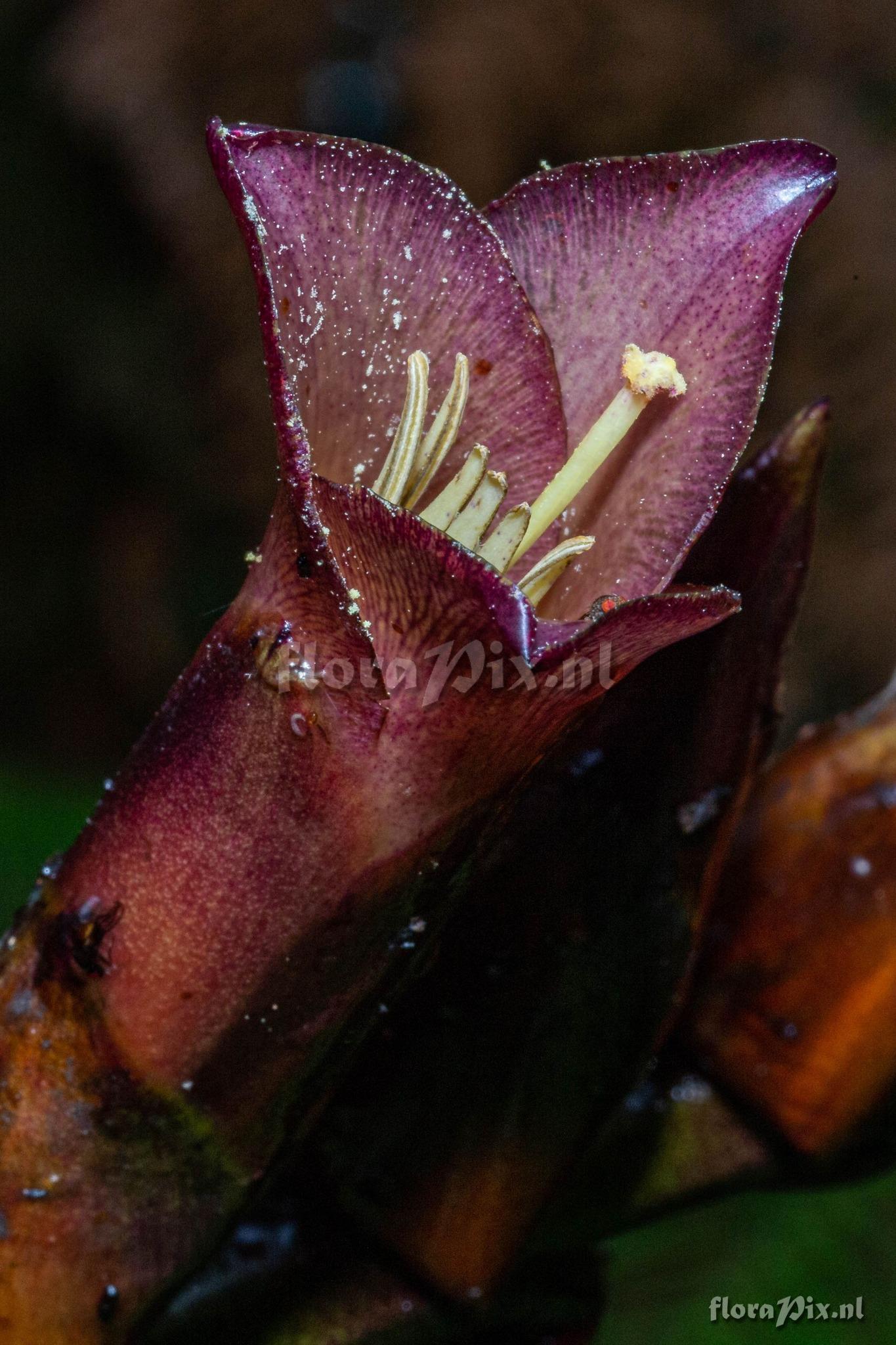 Vriesea bituminosa