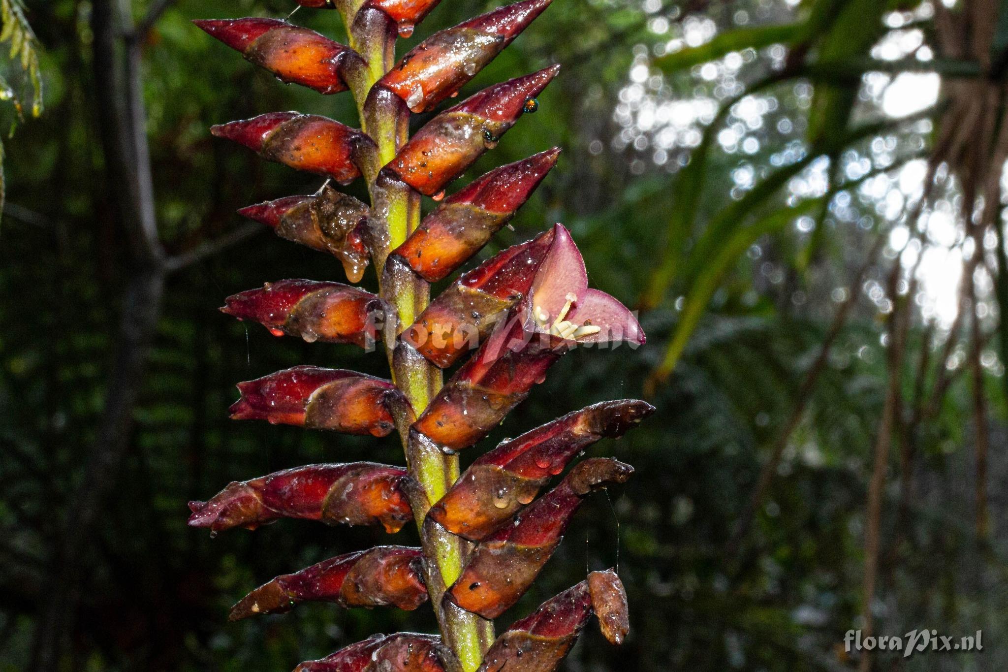 Vriesea bituminosa