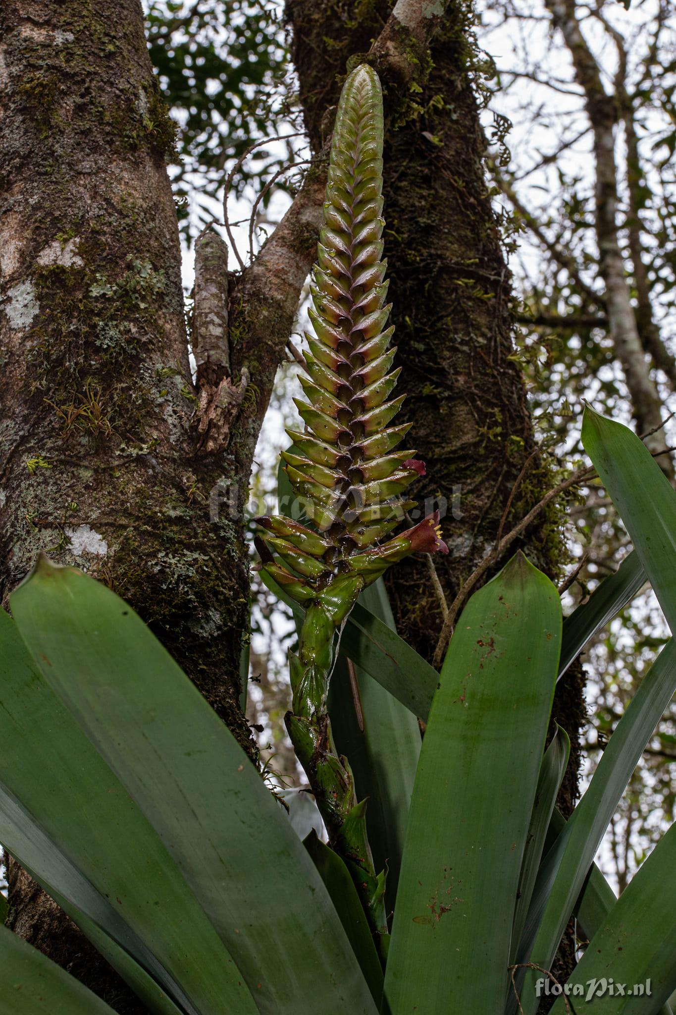 Vriesea bituminosa