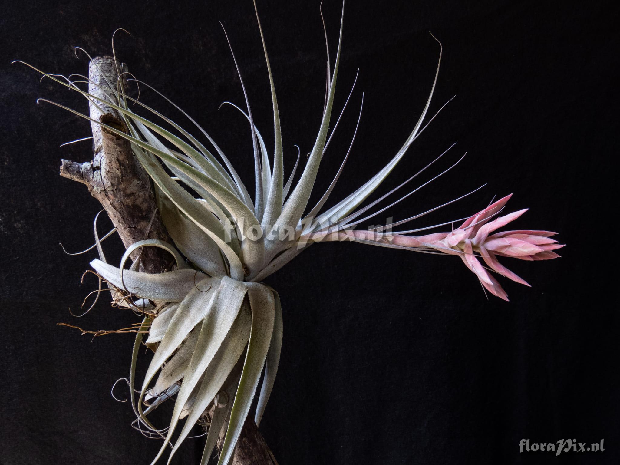 Tillandsia gardneri