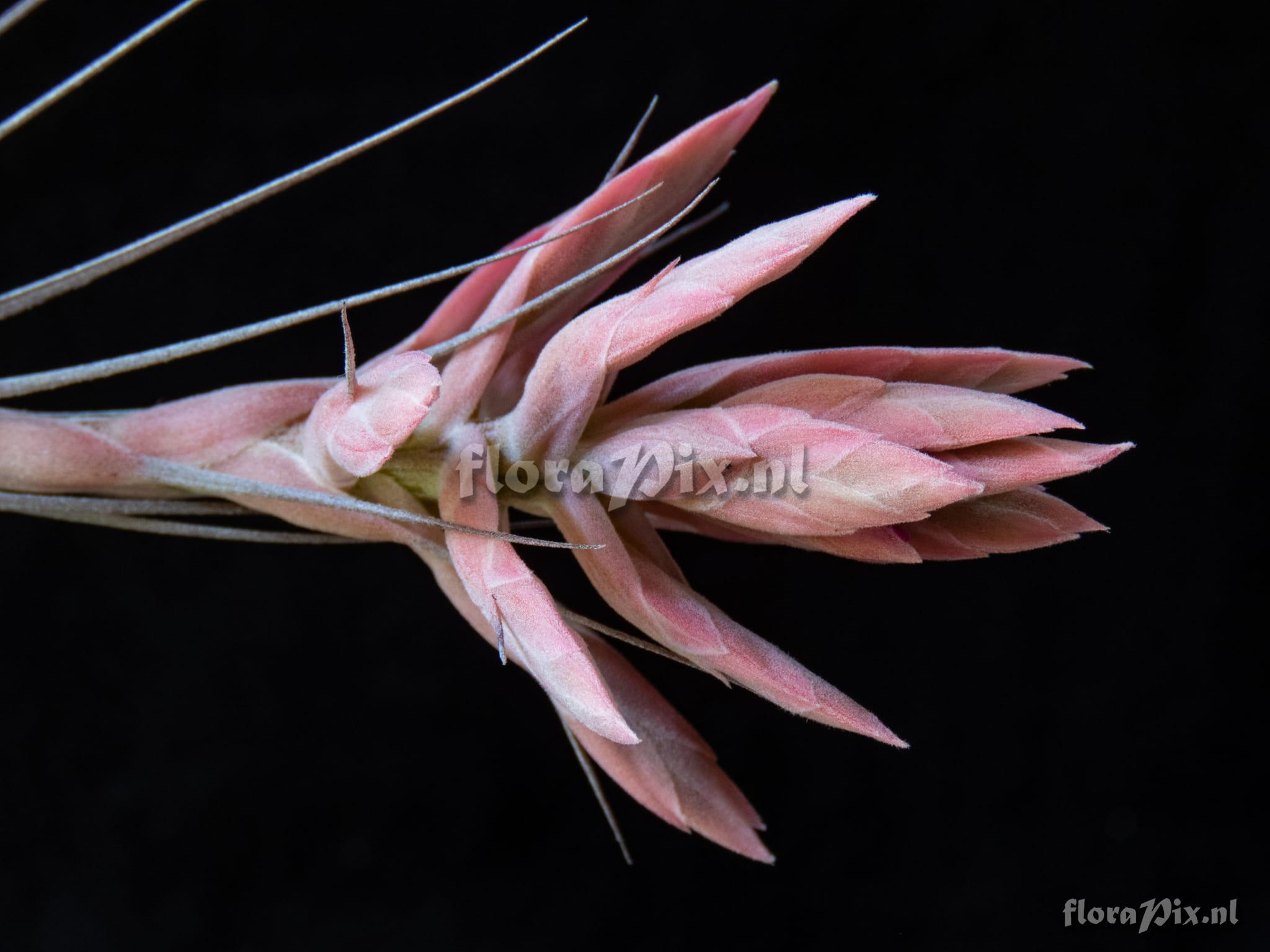 Tillandsia gardneri