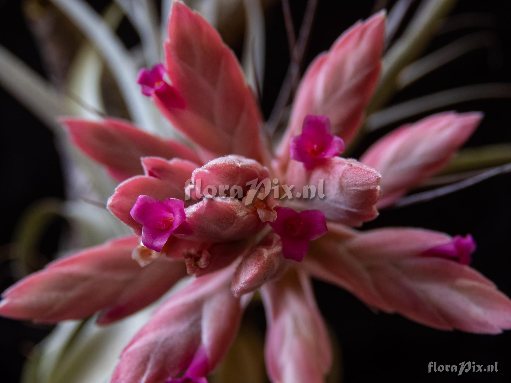 Tillandsia gardneri