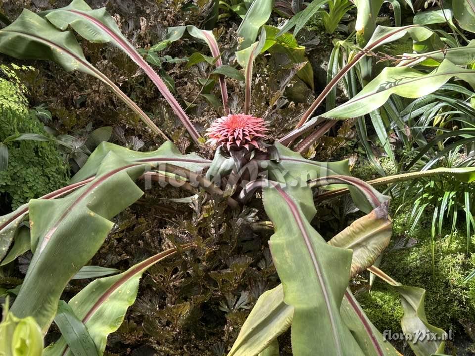 Aechmea tayoensis