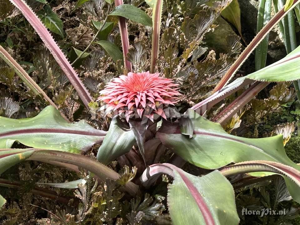Aechmea tayoensis