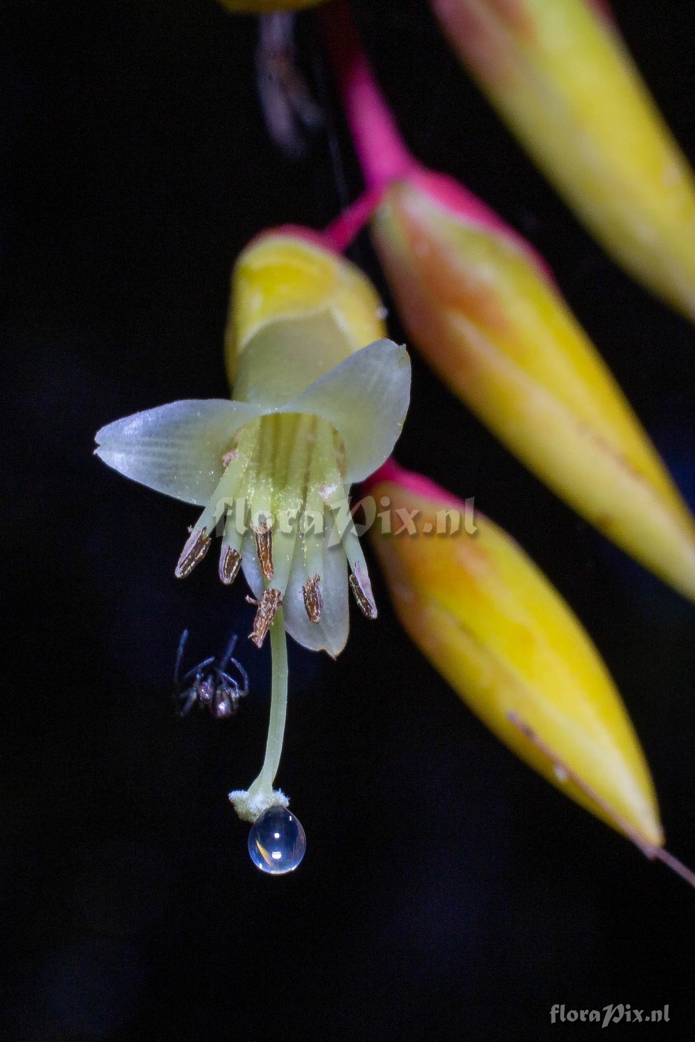 Vriesea billbergioides