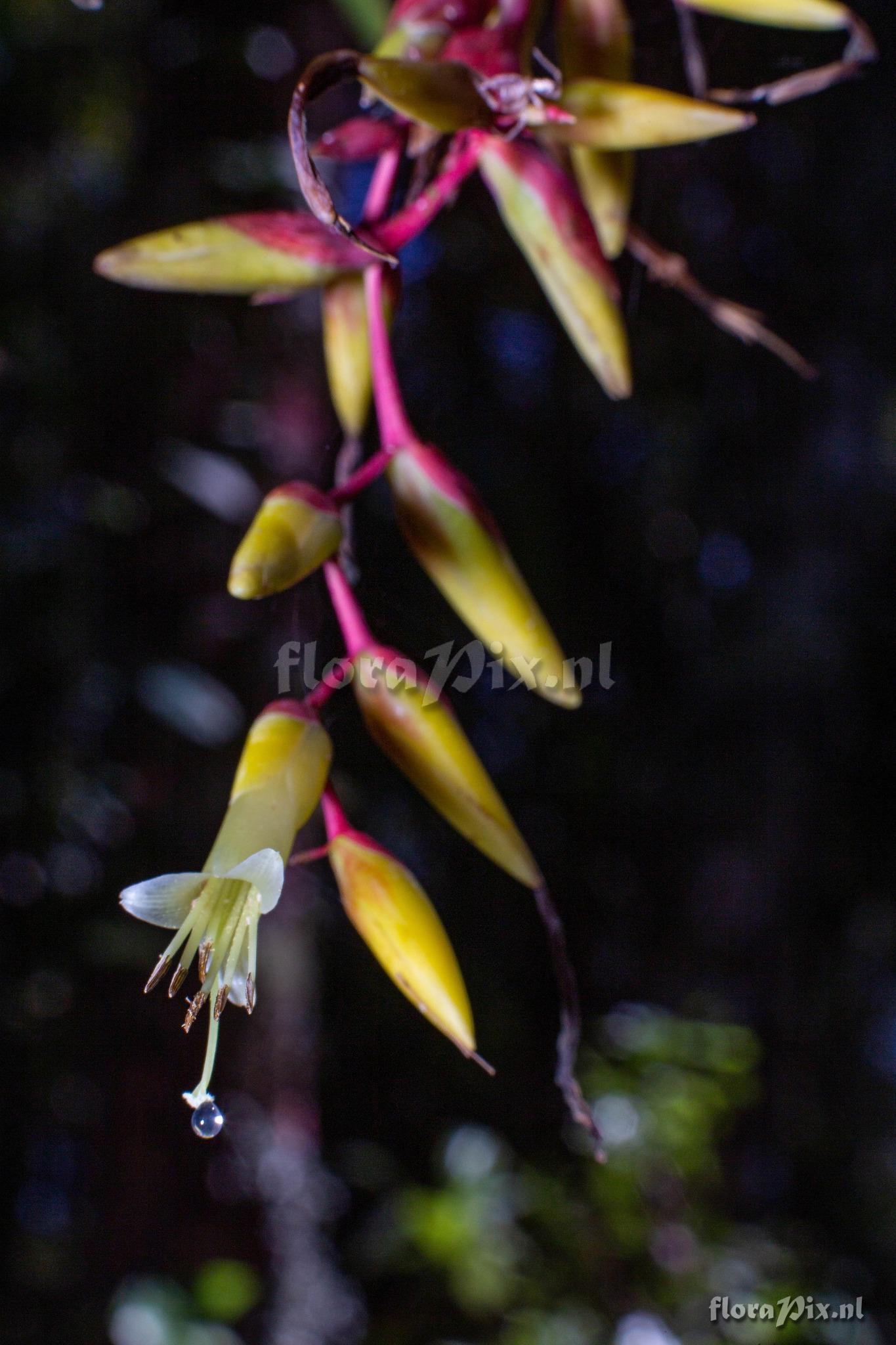 Vriesea billbergioides