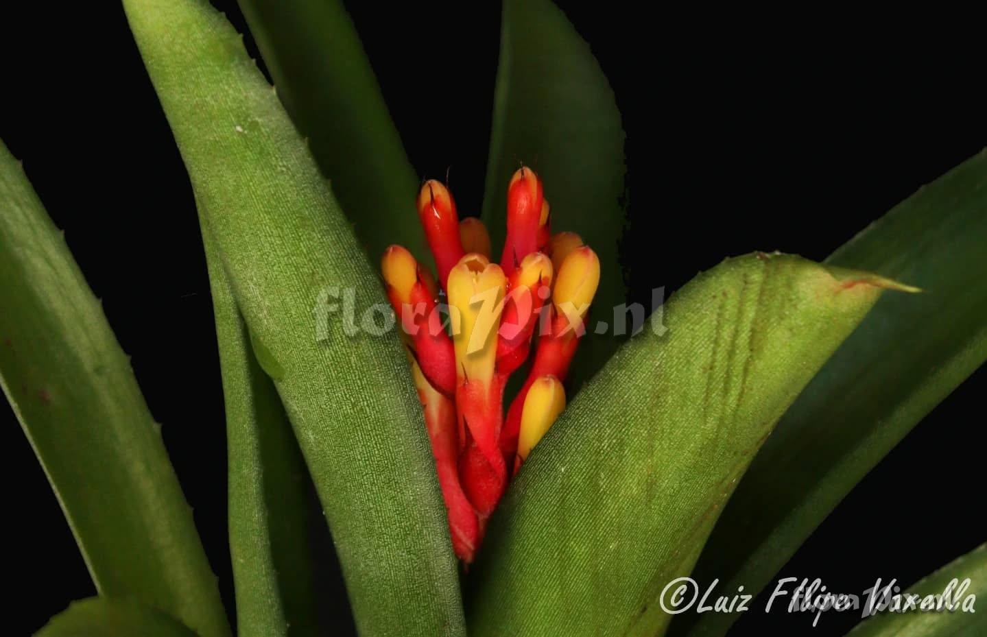 Aechmea pimentivelosoi var. glabra
