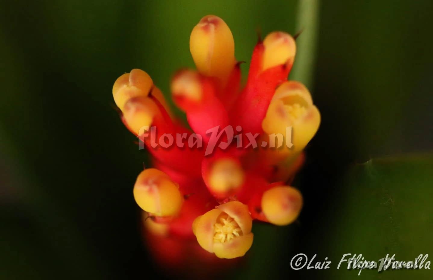 Aechmea pimentivelosoi var. glabra