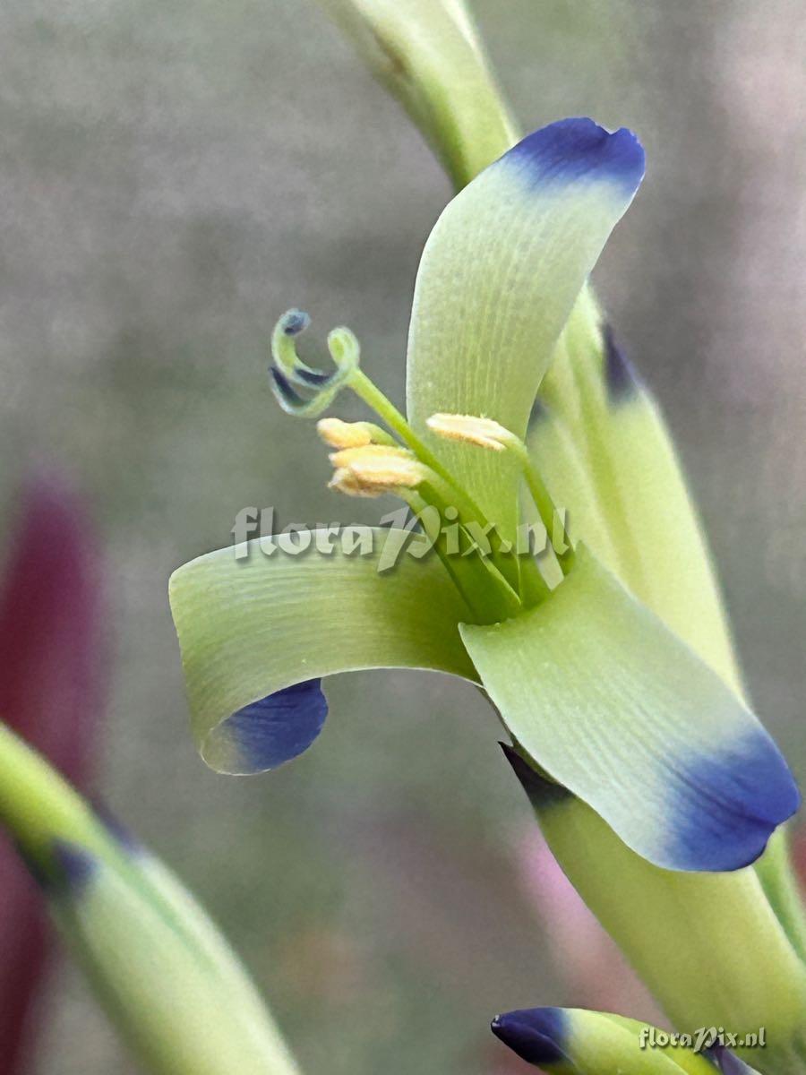 Billbergia amoena