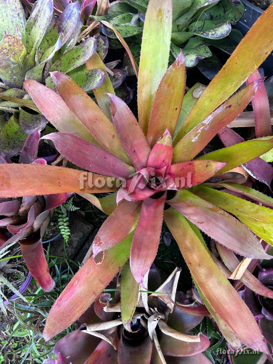 Hylaeaicum roseum