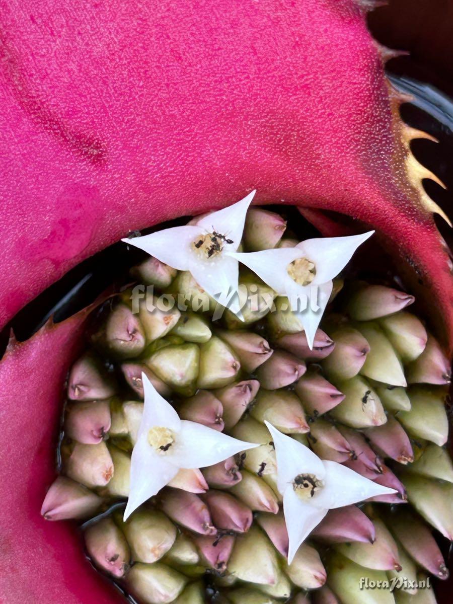 Hylaeaicum roseum