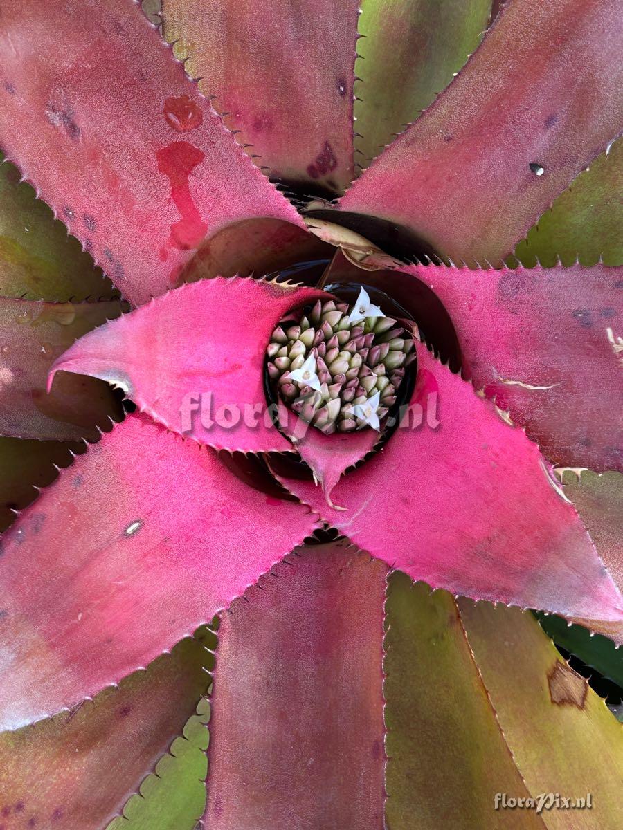 Hylaeaicum roseum