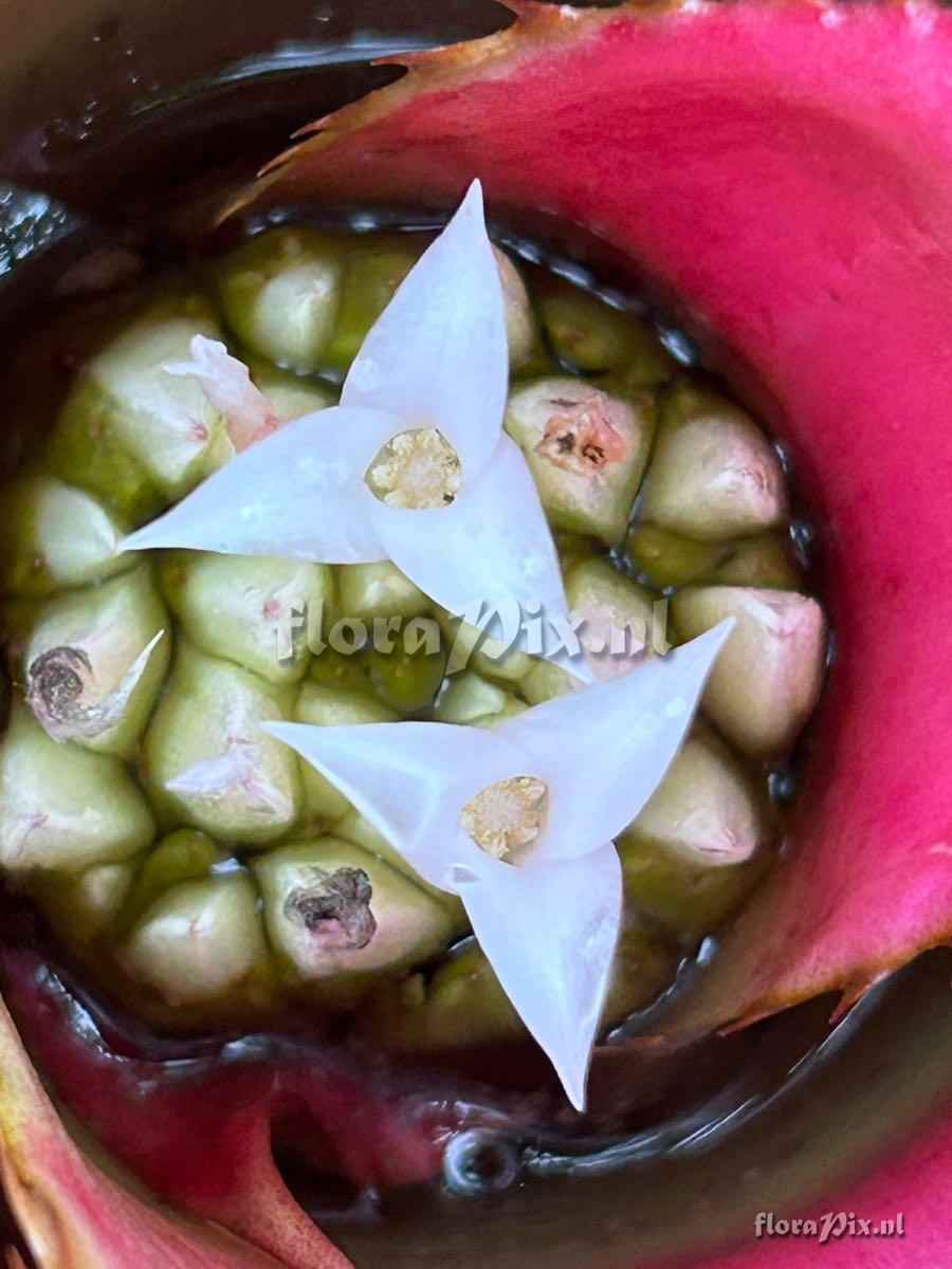 Hylaeaicum roseum