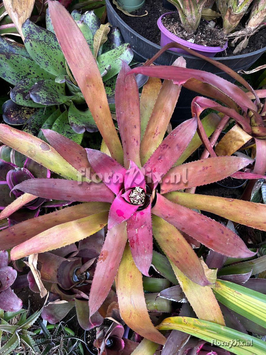 Hylaeaicum roseum