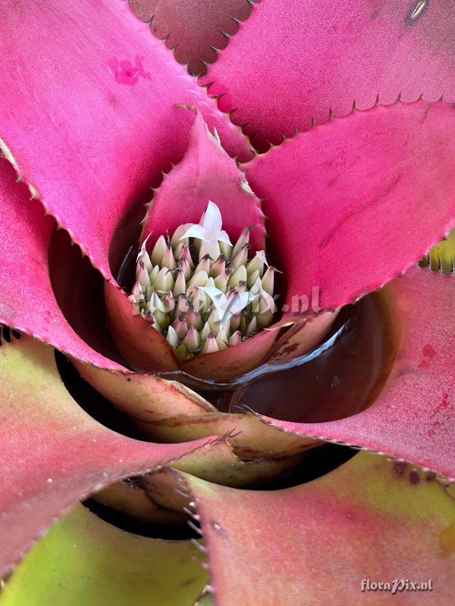 Hylaeaicum roseum