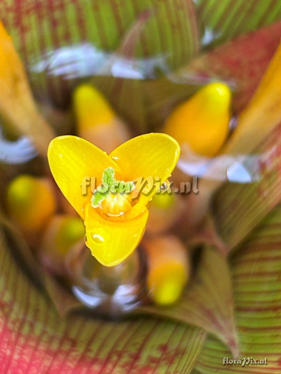 Guzmania sanguinea
