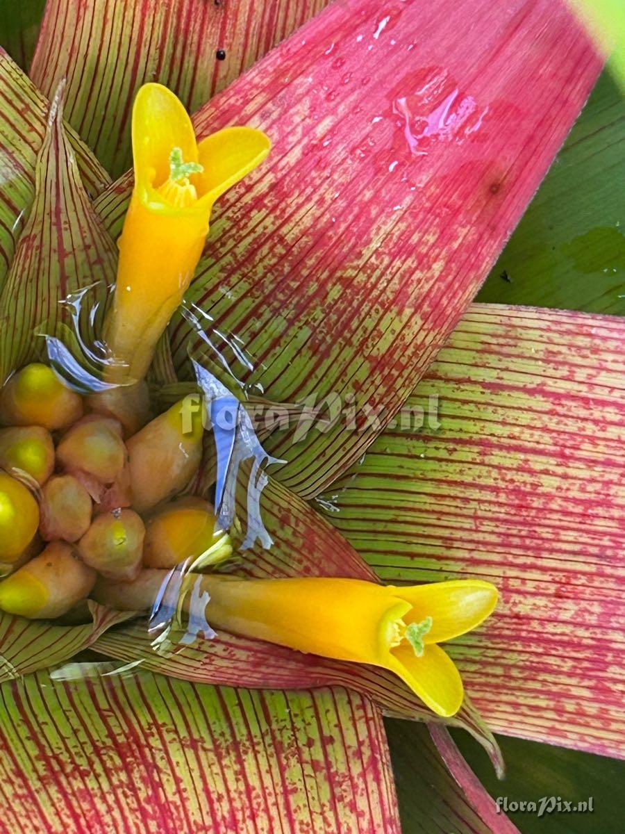 Guzmania sanguinea