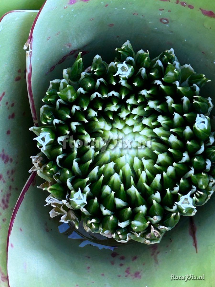 Neoregelia johannis