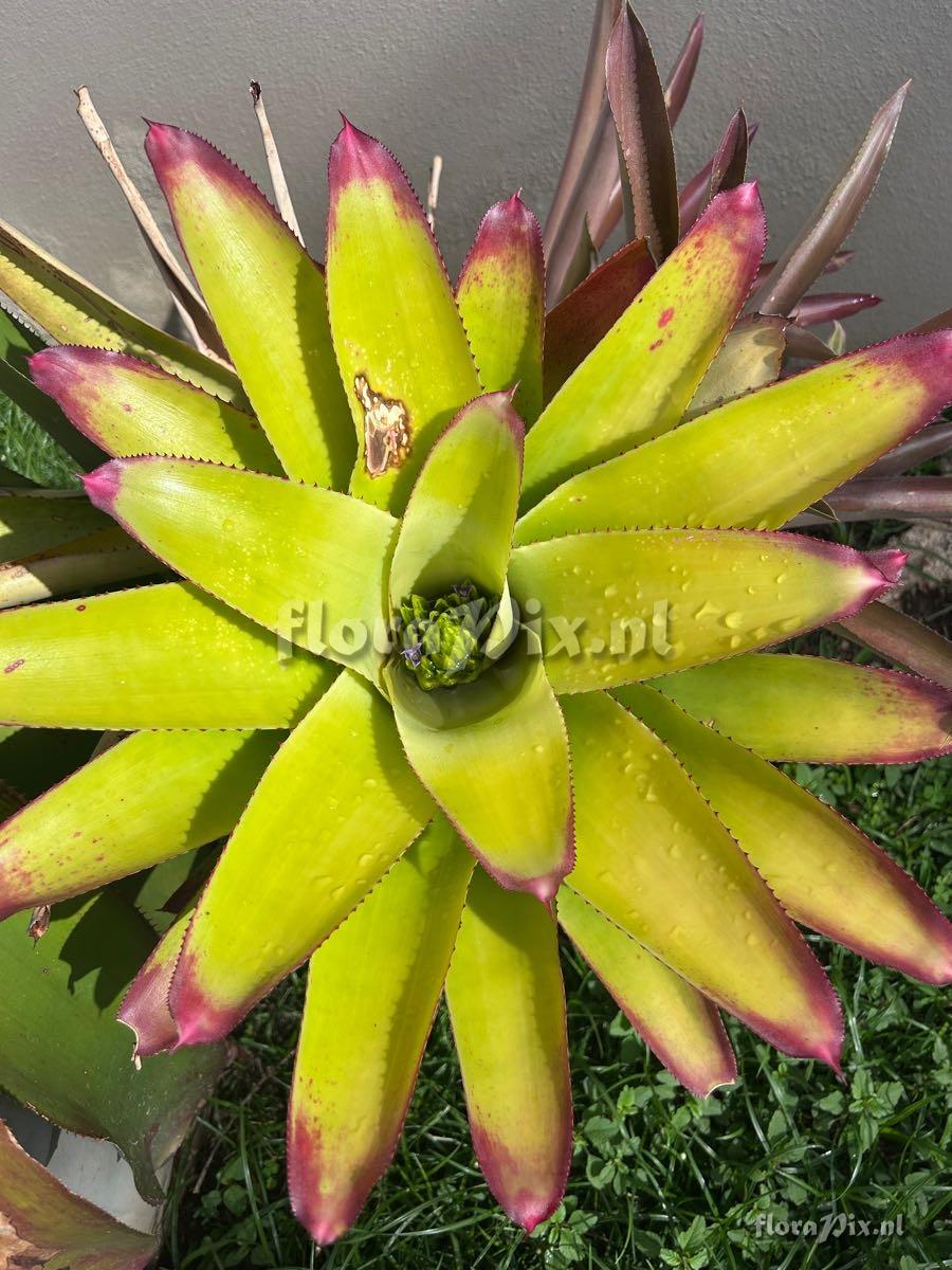 Neoregelia cruenta