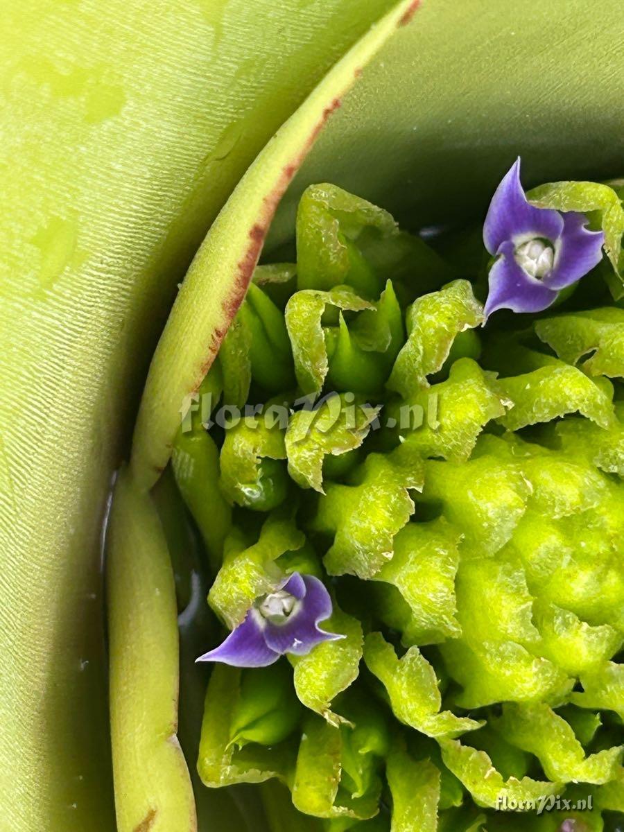 Neoregelia cruenta