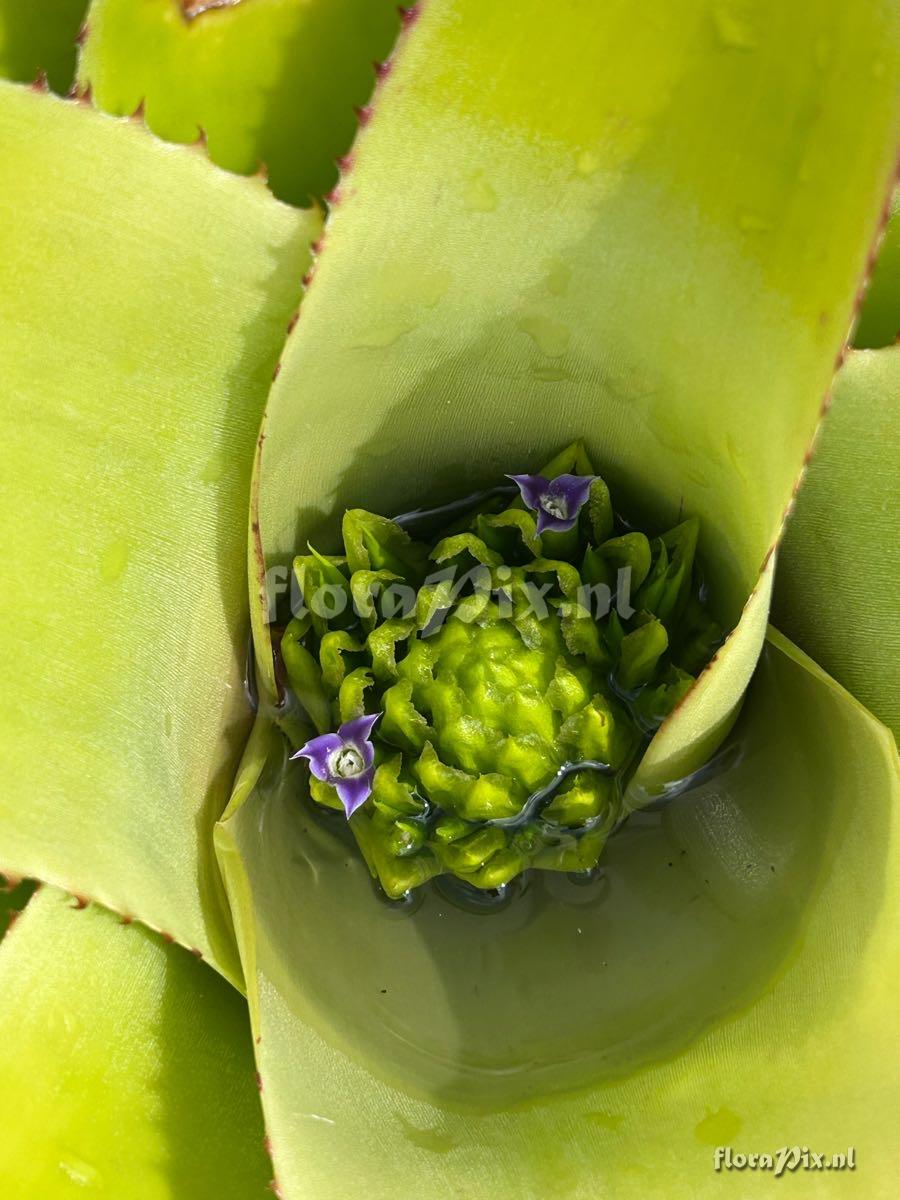 Neoregelia cruenta